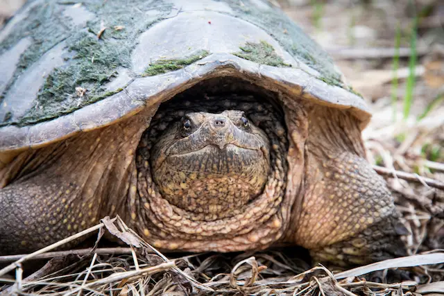 The snapping turtle is an uncommonly conscientious and discreet roommate.